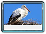 Weissstorch